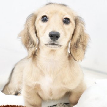 カニンヘンダックスフンド(ロング)【兵庫県・女の子・2025年7月13日・シェイデッドイエロー】の写真「ダックス専門犬舎!父親JKCチャンピオン直子!」