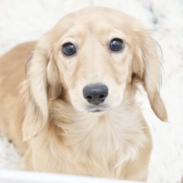 カニンヘンダックスフンド(ロング)【兵庫県・女の子・2025年7月13日・シェイデッドイエロー】の写真「ダックス専門犬舎！父親JKCチャンピオン直子！」