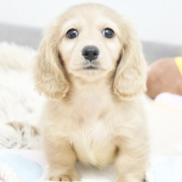 ミニチュアダックスフンド(ロング)【兵庫県・女の子・2025年6月10日・イエロー】の写真「ダックス専門犬舎！父JKCチャンピオン直子！」