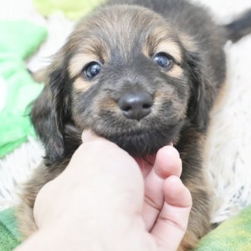 ミニチュアダックスフンド(ロング)【兵庫県・男の子・2025年8月19日・レッド】の写真「ダックス専門犬舎！父JKCチャンピオン！」