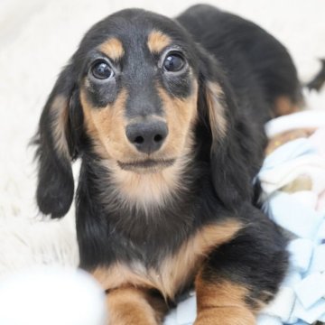 ミニチュアダックスフンド(ロング)【兵庫県・男の子・2025年8月21日・ブラックタン】の写真「ダックス専門犬舎！父JKCチャンピオン！」