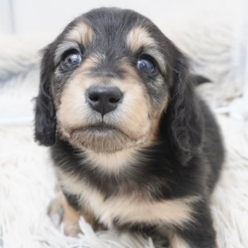 ミニチュアダックスフンド(ロング)【兵庫県・女の子・2025年2月6日・ブラックタン】の写真「ダックス専門犬舎！父JKCチャンピオン！」