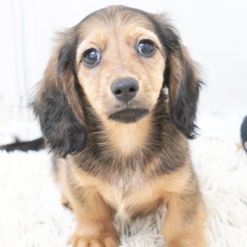 ミニチュアダックスフンド(ロング)【兵庫県・女の子・2025年8月9日・レッド】の写真「ダックス専門犬舎！父JKCチャンピオン！」