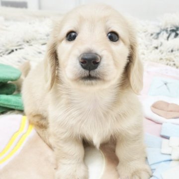 ミニチュアダックスフンド(ロング)【兵庫県・男の子・2025年4月20日・イエロー】の写真「ダックス専門犬舎！父JKCチャンピオン直子！」
