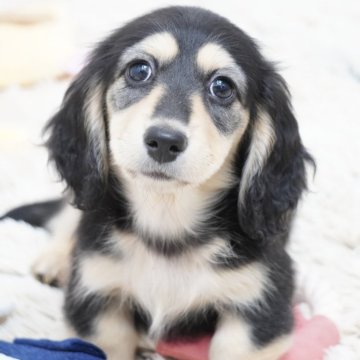 ミニチュアダックスフンド(ロング)【兵庫県・女の子・2025年10月8日・ブラックイエロー】の写真「ダックス専門犬舎！父JKCチャンピオン！」