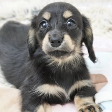 ミニチュアダックスフンド(ロング)【兵庫県・女の子・2025年4月9日・ブラックタン】の写真「ダックス専門犬舎！父JKCチャンピオン直子！」