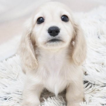 ミニチュアダックスフンド(ロング)【兵庫県・男の子・2025年4月4日・イエロー】の写真「ダックス専門犬舎！父JKCチャンピオン直子！」