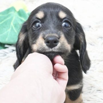 ミニチュアダックスフンド(ロング)【兵庫県・男の子・2025年4月9日・ブラックタン】の写真「ダックス専門犬舎！父JKCチャンピオン直子！」