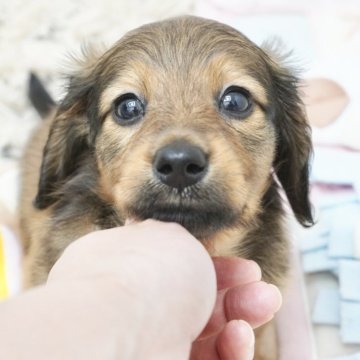 ミニチュアダックスフンド(ロング)【兵庫県・男の子・2025年4月10日・レッド】の写真「ダックス専門犬舎！父JKCチャンピオン！」