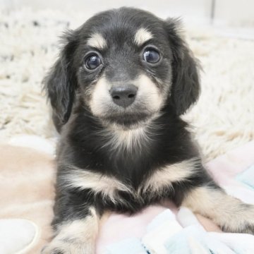 ミニチュアダックスフンド(ロング)【兵庫県・女の子・2025年4月11日・ブラックイエロー】の写真「カニンヘンサイズな女の子！父JKCチャンピオン！」