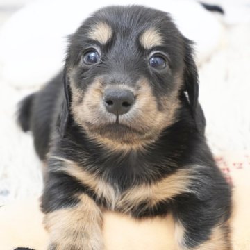 ミニチュアダックスフンド(ロング)【兵庫県・女の子・2025年9月3日・ブラックタン】の写真「ダックス専門犬舎！父JKCチャンピオン！」