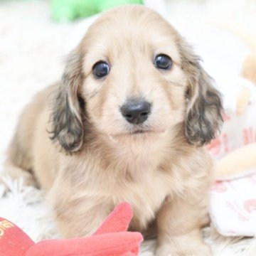 ミニチュアダックスフンド(ロング)【兵庫県・男の子・2025年9月18日・シェイデッドイエロー】の写真「ダックス専門犬舎！父JKCチャンピオン直子！」