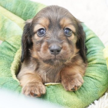 ミニチュアダックスフンド(ロング)【兵庫県・男の子・2025年6月17日・レッド】の写真「ダックス専門犬舎！父親JKCチャンピオン！」