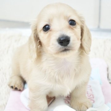 ミニチュアダックスフンド(ロング)【兵庫県・男の子・2025年5月12日・イエロー】の写真「ダックス専門犬舎！父JKCチャンピオン直子！」