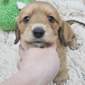 カニンヘンダックスフンド(ロング)【兵庫県・女の子・2024年11月30日・レッド】の写真「ダックス専門犬舎！父JKCチャンピオン直子！」