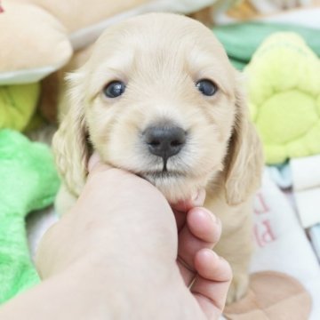 ミニチュアダックスフンド(ロング)【兵庫県・女の子・2025年6月19日・イエロー】の写真「ダックス専門犬舎！JKCチャンピオン直子！」
