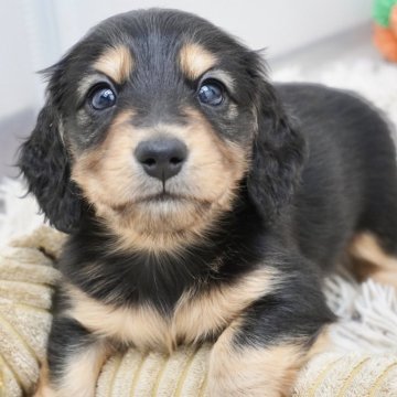 ミニチュアダックスフンド(ロング)【兵庫県・男の子・2025年1月15日・ブラックタン】の写真「ダックス専門犬舎！両親JKC&Jrチャンピオン！」