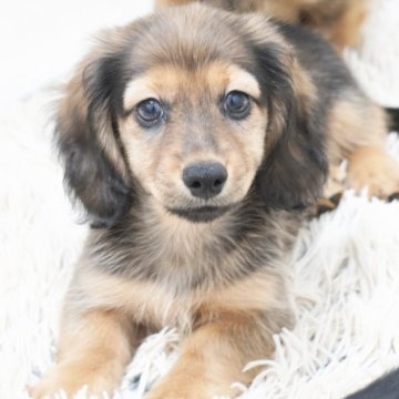 カニンヘンダックスフンド(ロング)【兵庫県・男の子・2025年7月27日・レッド】の写真「ダックス専門犬舎！父親JKCチャンピオン直子！」