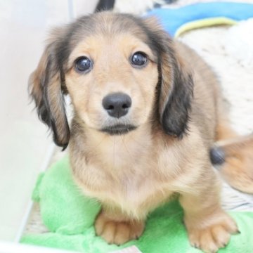 ミニチュアダックスフンド(ロング)【兵庫県・女の子・2025年9月3日・レッド】の写真「ダックス専門犬舎！父JKCチャンピオン！」