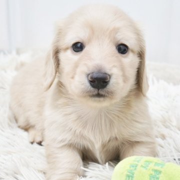 ミニチュアダックスフンド(ロング)【兵庫県・男の子・2025年4月20日・イエロー】の写真「ダックス専門犬舎！父JKCチャンピオン直子！」