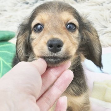 ミニチュアダックスフンド(ロング)【兵庫県・男の子・2025年4月9日・レッド】の写真「ダックス専門犬舎！父JKCチャンピオン直子！」