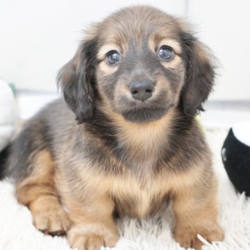 ミニチュアダックスフンド(ロング)【兵庫県・男の子・2025年8月19日・レッド】の写真「ダックス専門犬舎！父JKCチャンピオン！」