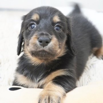 ミニチュアダックスフンド(ロング)【兵庫県・女の子・2025年9月3日・ブラックタン】の写真「ダックス専門犬舎！父JKCチャンピオン！」
