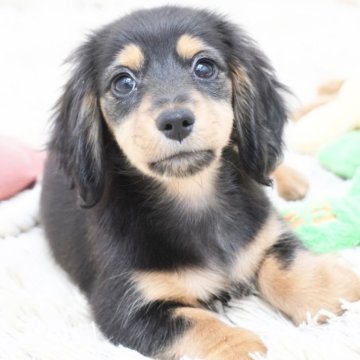 カニンヘンダックスフンド(ロング)【兵庫県・女の子・2025年9月13日・ブラックタン】の写真「ダックス専門犬舎！父JKCチャンピオン！」