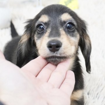 ミニチュアダックスフンド(ロング)【兵庫県・女の子・2025年3月26日・ブラックタン】の写真「ダックス専門犬舎！父JKCチャンピオン！」