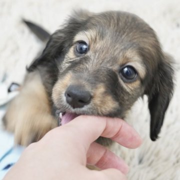 ミニチュアダックスフンド(ロング)【兵庫県・男の子・2025年4月10日・レッド】の写真「ダックス専門犬舎！父JKCチャンピオン！」