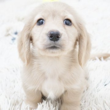 ミニチュアダックスフンド(ロング)【兵庫県・女の子・2025年4月20日・イエロー】の写真「ダックス専門犬舎！父JKCチャンピオン直子！」