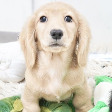 ミニチュアダックスフンド(ロング)【兵庫県・女の子・2025年4月20日・イエロー】の写真「ダックス専門犬舎！父JKCチャンピオン直子！」