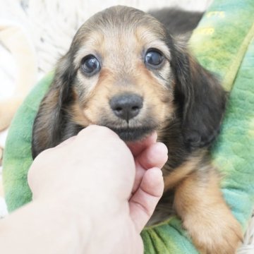 ミニチュアダックスフンドのレッド系の子犬を探す｜ブリーダー