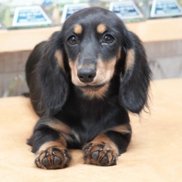 ミニチュアダックスフンド(ロング)【兵庫県・男の子・2025年4月9日・ブラックタン】の写真「ダックス専門犬舎！父JKCチャンピオン直子！」