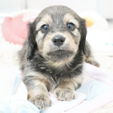 カニンヘンダックスフンド(ロング)【兵庫県・男の子・2025年7月27日・シェイデッドイエロー】の写真「ダックス専門犬舎！父親JKCチャンピオン直子！」