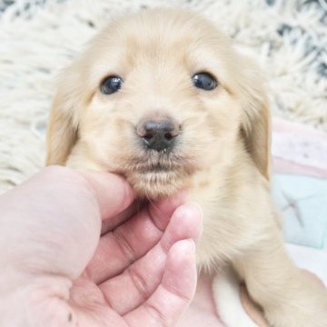 ミニチュアダックスフンド(ロング)【兵庫県・女の子・2025年4月20日・イエロー】の写真「ダックス専門犬舎！父JKCチャンピオン直子！」