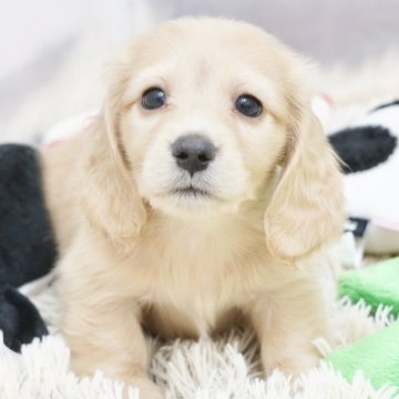 ミニチュアダックスフンド(ロング)【兵庫県・女の子・2025年6月19日・イエロー】の写真「ダックス専門犬舎！JKCチャンピオン直子！」