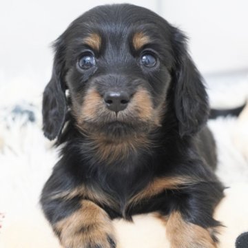 ミニチュアダックスフンド(ロング)【兵庫県・女の子・2025年11月10日・ブラックタン】の写真「ダックス専門犬舎！父JKCチャンピオン！」