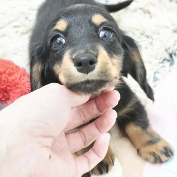 ミニチュアダックスフンド(ロング)【兵庫県・男の子・2025年4月9日・ブラックタン】の写真「ダックス専門犬舎！父JKCチャンピオン直子！」