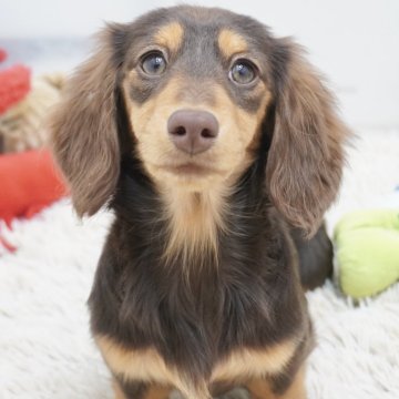 カニンヘンダックスフンド(ロング)【兵庫県・女の子・2024年9月5日・チョコタン】の写真「良犬質◎ショータイプのチョコタン女の子！」