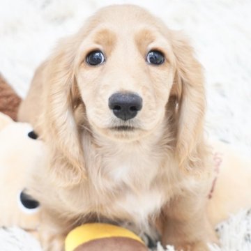 ミニチュアダックスフンド(ロング)【兵庫県・男の子・2025年9月12日・ゴールド】の写真「ダックス専門犬舎！父JKCチャンピオン直子！」