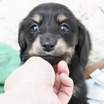 ミニチュアダックスフンド(ロング)【兵庫県・女の子・2025年4月9日・ブラックタン】の写真「ダックス専門犬舎！父JKCチャンピオン直子！」