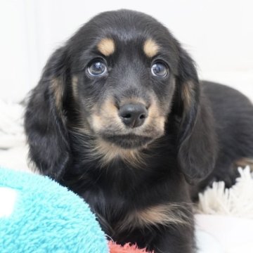 ミニチュアダックスフンド(ロング)【兵庫県・男の子・2025年4月9日・ブラックタン】の写真「ダックス専門犬舎！父JKCチャンピオン直子！」