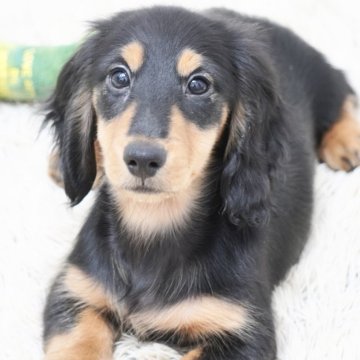 ミニチュアダックスフンド(ロング)【兵庫県・男の子・2025年8月21日・ブラックタン】の写真「ダックス専門犬舎！父4カ国チャンピオン！」