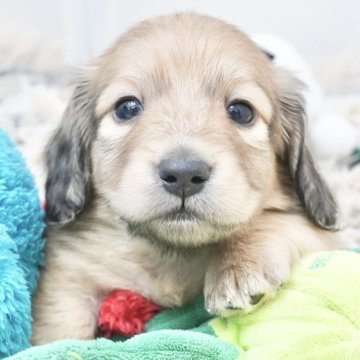 ミニチュアダックスフンド(ロング)【兵庫県・男の子・2025年4月4日・シェイデッドイエロー】の写真「ダックス専門犬舎！父JKCチャンピオン直子！」