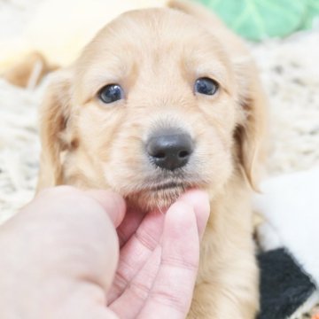 ミニチュアダックスフンド(ロング)【兵庫県・女の子・2025年10月7日・ゴールド】の写真「ダックス専門犬舎！父JKCチャンピオン直子！」