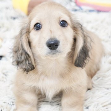 ミニチュアダックスフンド(ロング)【兵庫県・男の子・2025年9月18日・シェイデッドイエロー】の写真「ダックス専門犬舎！父JKCチャンピオン直子！」