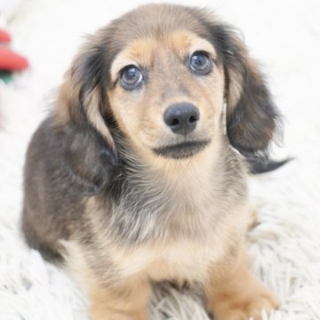 カニンヘンダックスフンド(ロング)【兵庫県・男の子・2025年7月27日・レッド】の写真「ダックス専門犬舎！サイズ良し構成良し！」