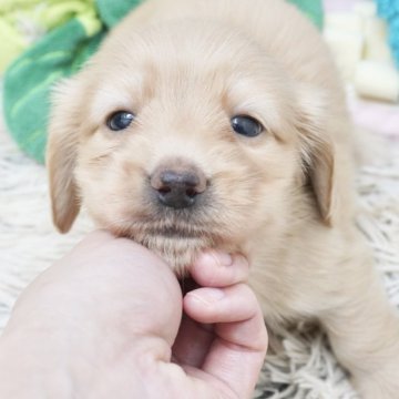 ミニチュアダックスフンド(ロング)【兵庫県・女の子・2025年4月20日・イエロー】の写真「ダックス専門犬舎！父JKCチャンピオン直子！」