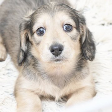 カニンヘンダックスフンド(ロング)【兵庫県・男の子・2025年9月30日・シェイデッドイエロー】の写真「ダックス専門犬舎！パパ犬チャンピオン直子！」